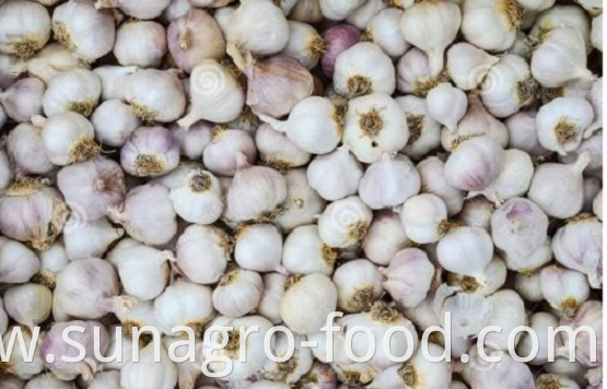 Jinxiang garlic